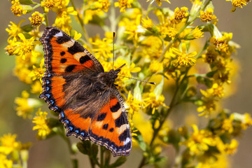 The small tortoiseshell (Aglais urticae)