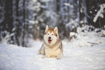 Close-up Portrait of gorgeous and free Siberian Husky lying on the snow path in the winter forest at sunset.