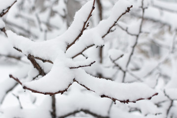 Snowy tree branches. Winter background. Natural park.