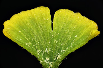 ginkgo_leaf_portland_or