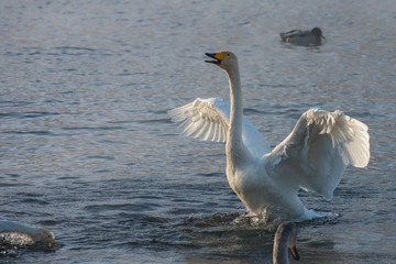 Beautiful white whooping swans swimming in the nonfreezing winter lake. The place of wintering of swans, Altay, Siberia, Russia. © olinchuk