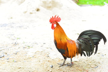 Beautiful bunny ไก่แจ้ หูขาว