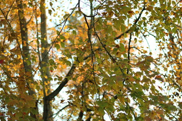 Leaves and Branches
