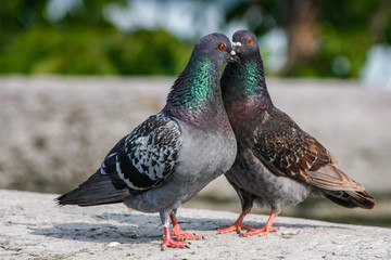 Courting pigeons close up 