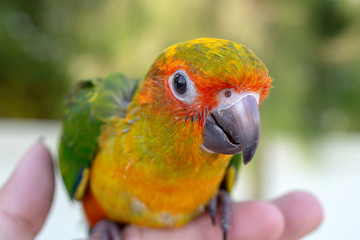 Little Bird. The parrot is happy on the finger in the pine tree. Parakeet on the finger, Parrot Sun conure on hand. Close Up Puppy Parrot.