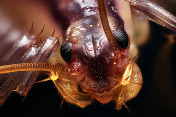 House Centipede, Coventry CT