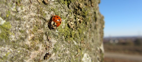 Ladybeelte walking on Tree