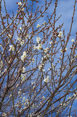 梅の花と青空