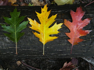 oak leaves