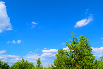 The view from below through the green plants to the sky is blue with clouds. Texture.