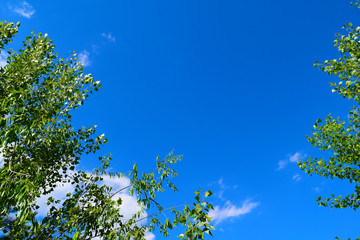The view from below through the green plants to the sky is blue with clouds. Texture.