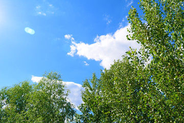 The view from below through the green plants to the sky is blue with clouds. Texture.