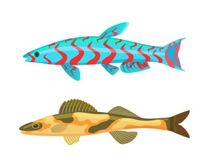 Cirrhitops Fasciatus Fish Set Vector Illustration