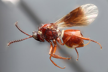 Hymenoptera, Title and Description to be added later