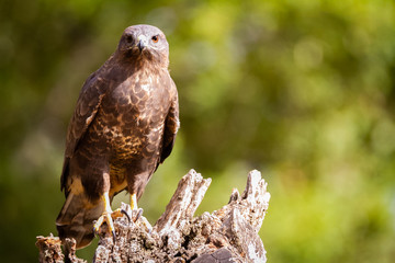 Common buzzard perched on a tree