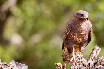 Common buzzard perched on a tree