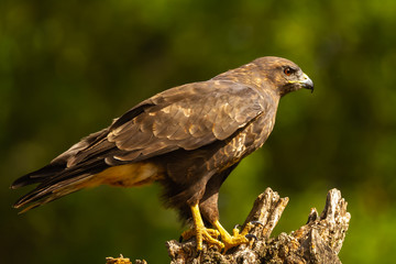 Common buzzard perched on a tree
