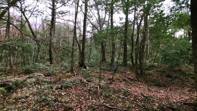 Cloudy in the day. Movie shot while walking lost in Aokigahara Jukai at near Mt. Fuji in Japan.
