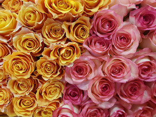 Close-up of a bouquet of yellow and claret roses
