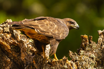 Common buzzard perched on a tree