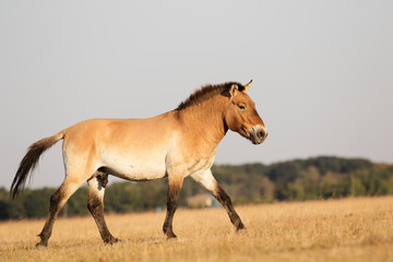 Obraz na płótnie Canvas Equus przewalskii, wild Horse