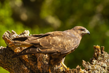 Common buzzard perched on a tree