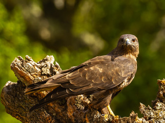 Common buzzard perched on a tree