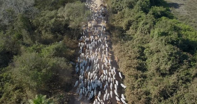 Aerial view over cattle herding on "Transpantaneira" road  in Pantanal wetlands, Mato Grosso, Brazil.