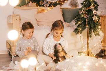 Beautiful baby girls near a Christmas tree with gifts with little boy feeding black vietnamese piglet. Concept of the Chinese New Year 2019 of the Pig