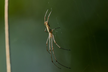Gemeine Streckerspinne