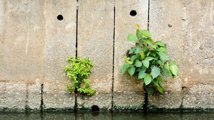 tree struggles to grow on a concrete wall at the canal