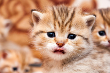 Portrait of a little red-haired kitten who looks directly into the camera sticking his little tongue out of his mouth.