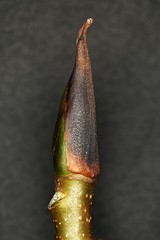 Japanese wingnut (Pterocarya rhoifolia) winter bud (with caducous scales)