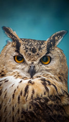 A close look of the orange eyes of a horned owl on a blured background.