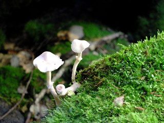dans la Cheire du Puy de Côme