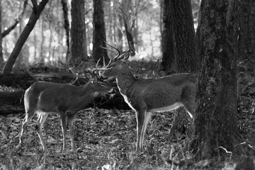 2 white tail, whitetail bucks in rut, a deer fight in black and white.