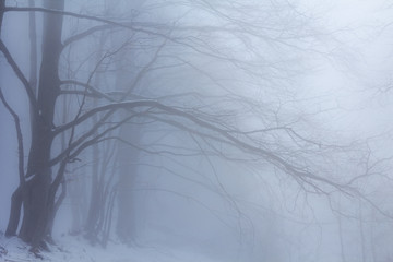 misty autumn forest scene in the dense fog