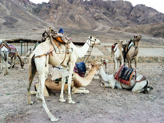 A group of camels in the desert of Egypt. North Africa.