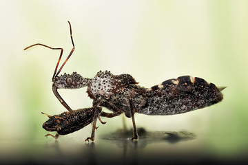 Kissing bug of unknown species about 5 cm long and 1.5 cm wide-1 specimen