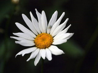 A wonderful time of flowers charm!