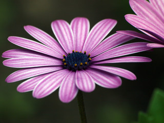 Fototapeta premium A wonderful time of flowers charm!