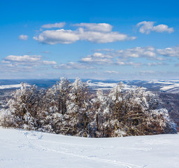 pine tree forest in a snow, winter scene