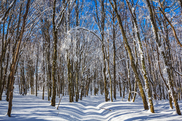 winter landscape, beautiful forest in a snow