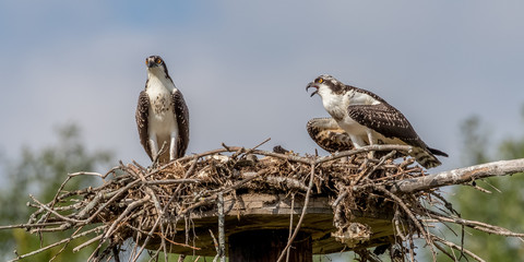 Osprey