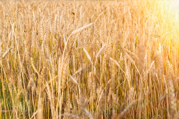 wheat field, harvest, agriculture.