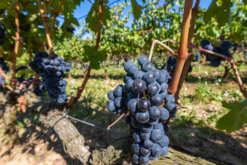 Red grapes in a vineyard, La Rioja, Spain