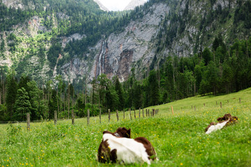 Cows on a field in the alps