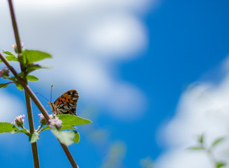 butterfly on flower