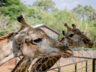 A closeup photo of a Giraffa camelopardalis Giraffe's head in Asia with green blurry background