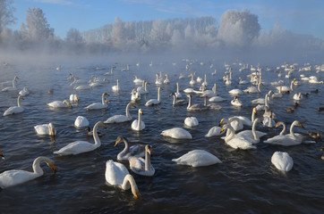 Beautiful swans on the non-freezing lake. Siberia, Altai, Sovetsky district. Winter swans © Elena Fedorowa